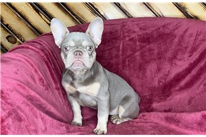 Jenn - French Bulldog for sale