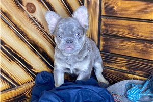 Bernadette - French Bulldog for sale