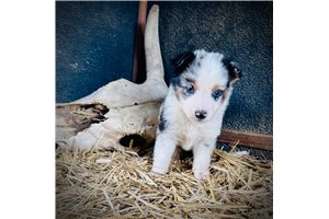 Rhodey - Miniature Australian Shepherd for sale
