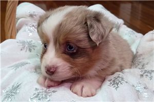 Bronx - Miniature Australian Shepherd for sale