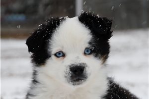 Alvin - Miniature Australian Shepherd for sale