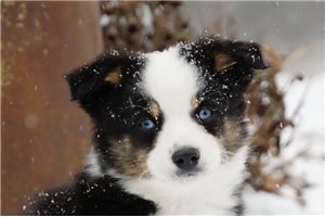 Anderson - Miniature Australian Shepherd for sale