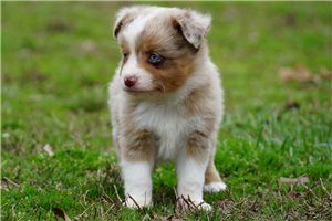 Bronx - Miniature Australian Shepherd for sale