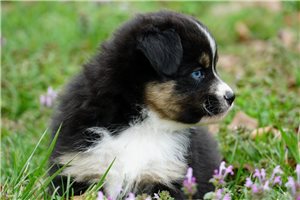 Becky - Miniature Australian Shepherd for sale
