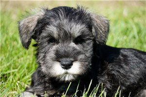 Dina - puppy for sale
