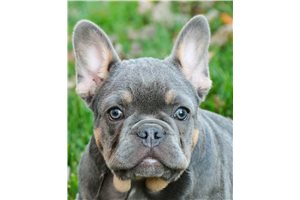 Nestor - French Bulldog for sale