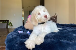 Gibson - Labradoodle for sale