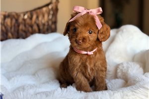 Solie - puppy for sale