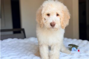 Gibson - Labradoodle, placed in San Antonio