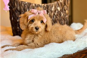 Shayla, a Labradoodle puppy