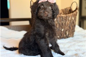 Sundae, a Labradoodle puppy