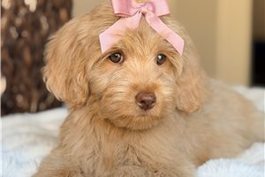Sweets - Labradoodle for sale