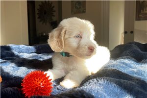Gibson - Labradoodle for sale