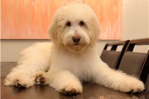 Gibson, a Labradoodle puppy