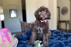 Sissy - Labradoodle for sale