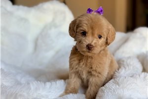 Sweets - puppy for sale