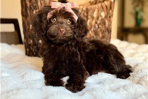Sundae - Labradoodle for sale