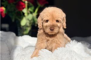 Sweets - Labradoodle for sale