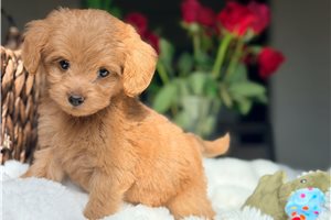 Shayla - Labradoodle for sale