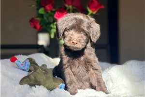 Sandy - Labradoodle for sale