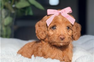 Solie - Labradoodle for sale