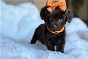 Sundae - Labradoodle for sale