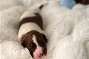 Tatortot - Labradoodle for sale