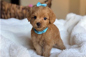 Shayla - Labradoodle for sale