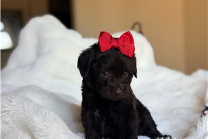 Sandy - puppy for sale