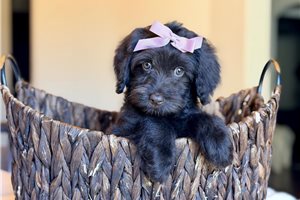 Sandy - Labradoodle for sale