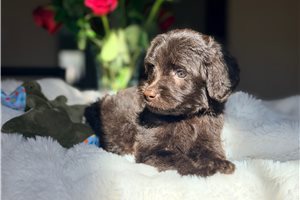 Sundae - Labradoodle for sale