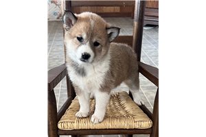 Brandt - Shiba Inu for sale