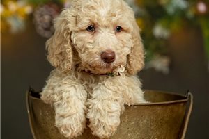 Tania - Labradoodle for sale