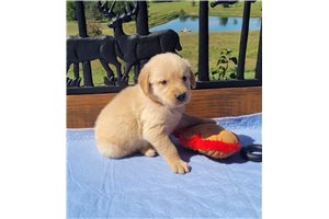 Dionysus - Golden Retriever for sale