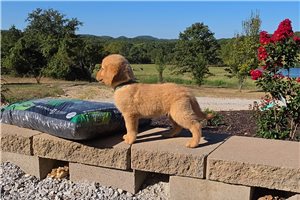 Keen - Golden Retriever for sale