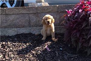 Katie - Golden Retriever for sale