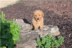 Kennedy - Golden Retriever for sale
