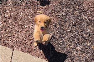 Java - Golden Retriever for sale