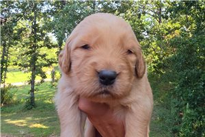 Kayleigh - puppy for sale