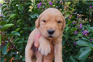 Katya - puppy for sale