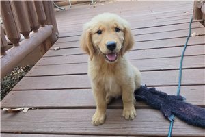 Katya - Golden Retriever, placed in Springfield