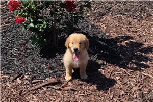 Kenji - Golden Retriever for sale