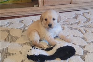 Buddy - Golden Retriever for sale