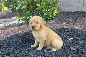 Kenji - Golden Retriever for sale
