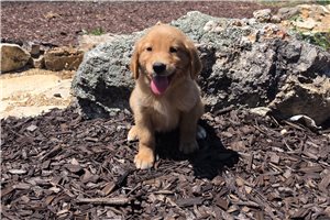 Java - Golden Retriever for sale