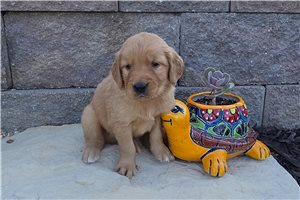 Kendrick - Golden Retriever for sale