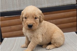 Katie - Golden Retriever for sale