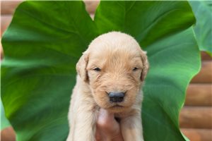 Kelpie - puppy for sale