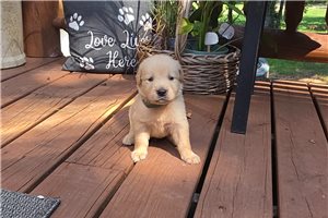 Jacob - puppy for sale