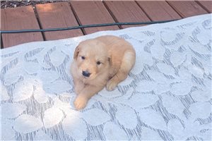 Jack - Golden Retriever for sale